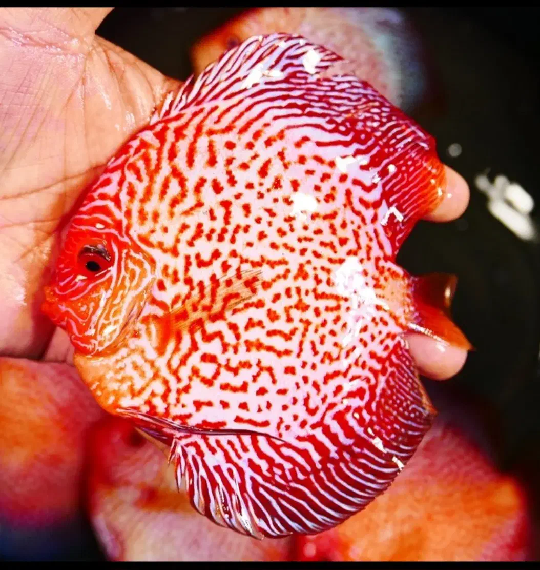 فروش دیسکس بالای ۶ اینچ دو انواع نژاد|ماهی|لوندویل, |دیوار