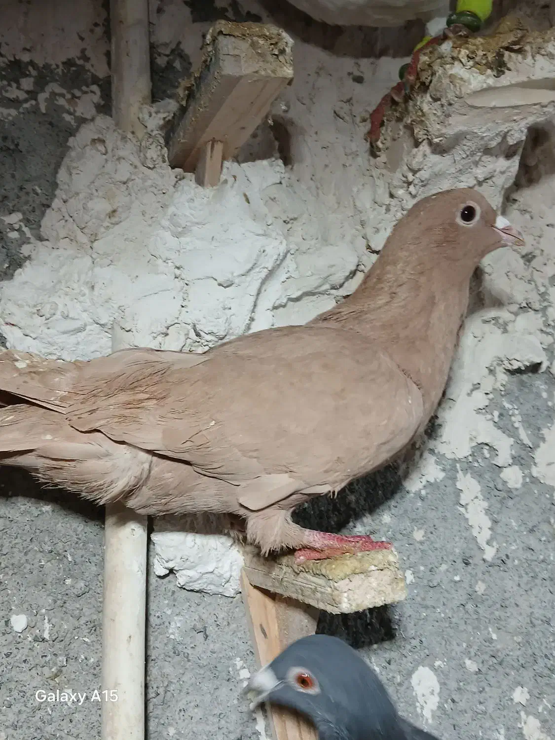 کبوتر صید کرمانی کله زرد|پرنده|مشهد, ابوذر|دیوار