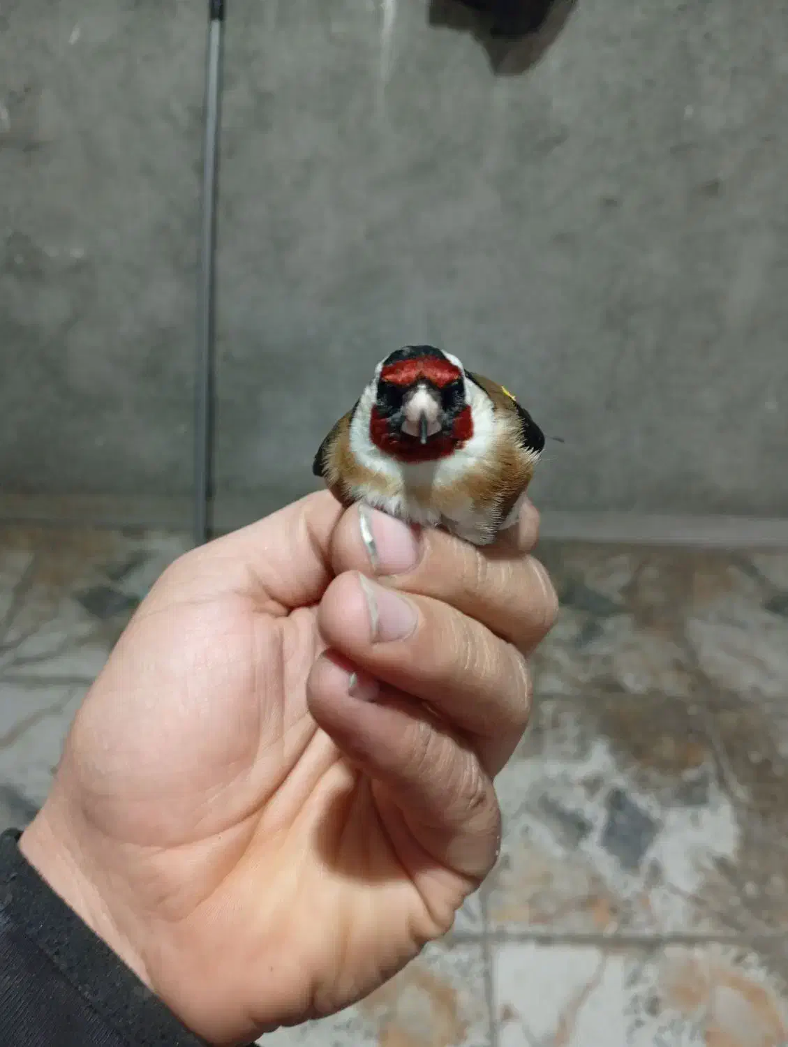 سهره|پرنده|مریوان, |دیوار