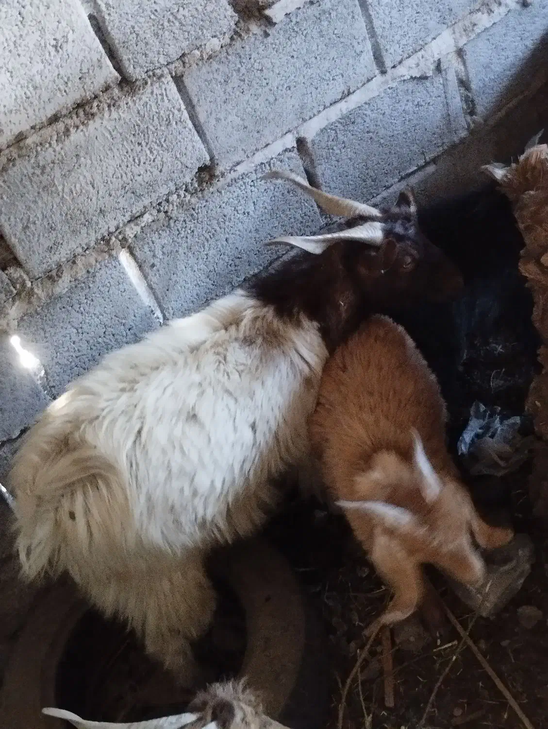 نری|حیوانات مزرعه|جیرفت, |دیوار