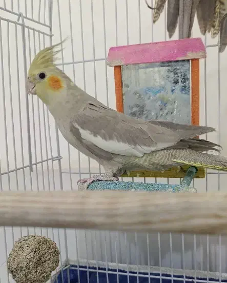 پرنده|پرنده|تربتحیدریه, کاشانی|دیوار