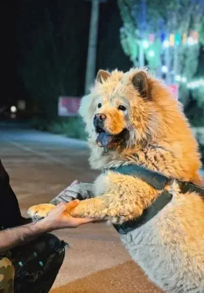 سگ چاوچاو|سگ|محلات, |دیوار