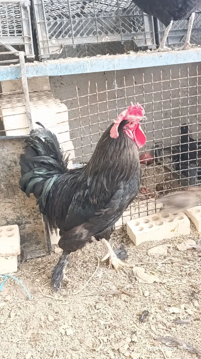 خروس|حیوانات مزرعه|سوسنگرد, |دیوار