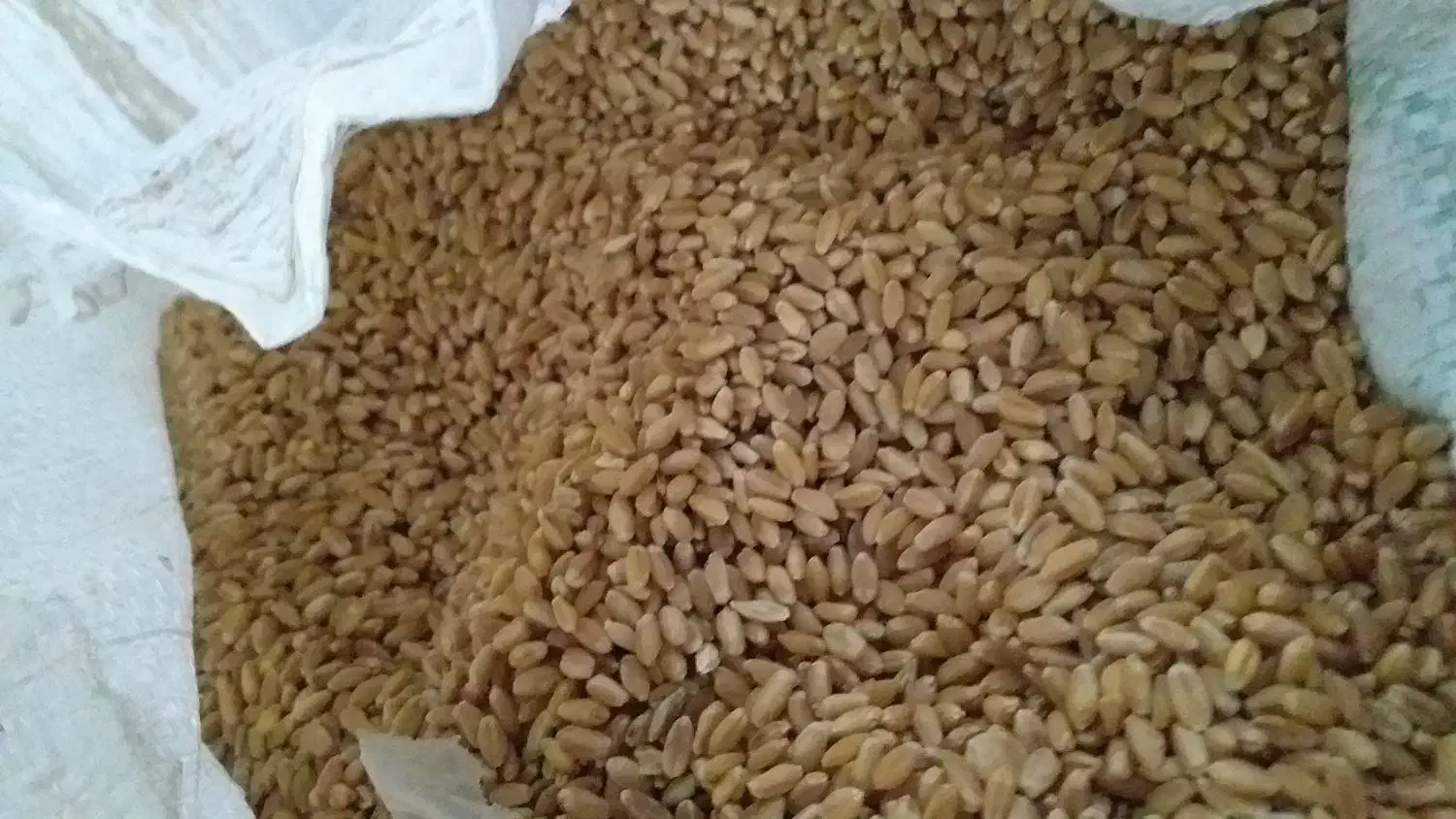 گندم چمران دو|عمده‌فروشی|رامشیر, |دیوار