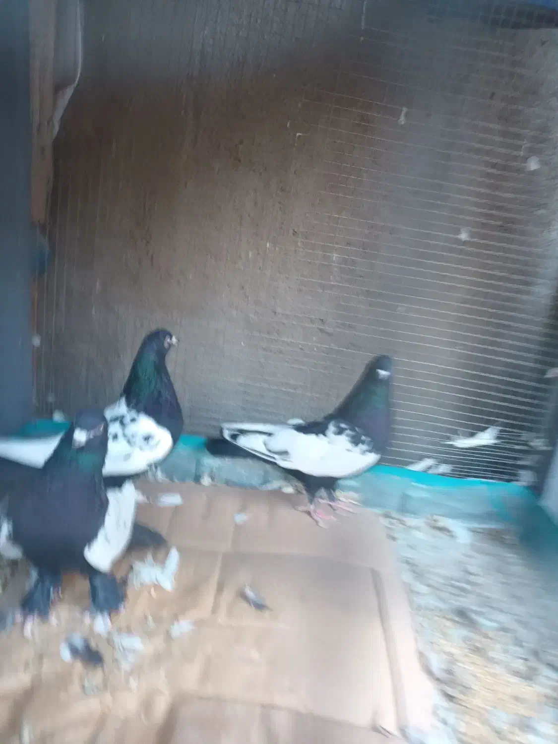 کبوتر|پرنده|تبریز, |دیوار