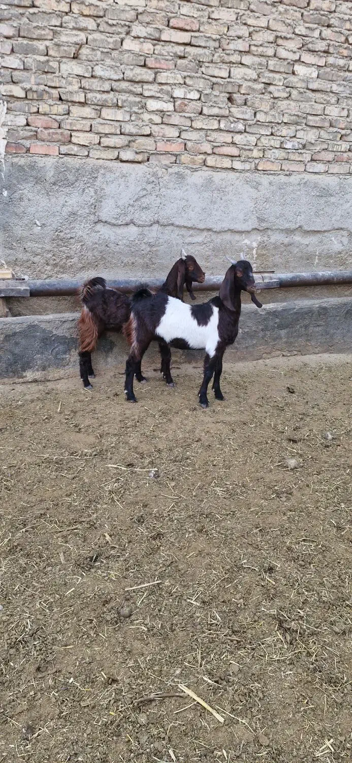 ۲راس بزغاله ماده پاکستانی|حیوانات مزرعه|شاهدشهر, |دیوار