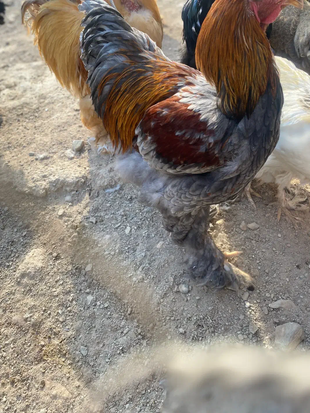 خروس برهما|حیوانات مزرعه|کهریزک, |دیوار