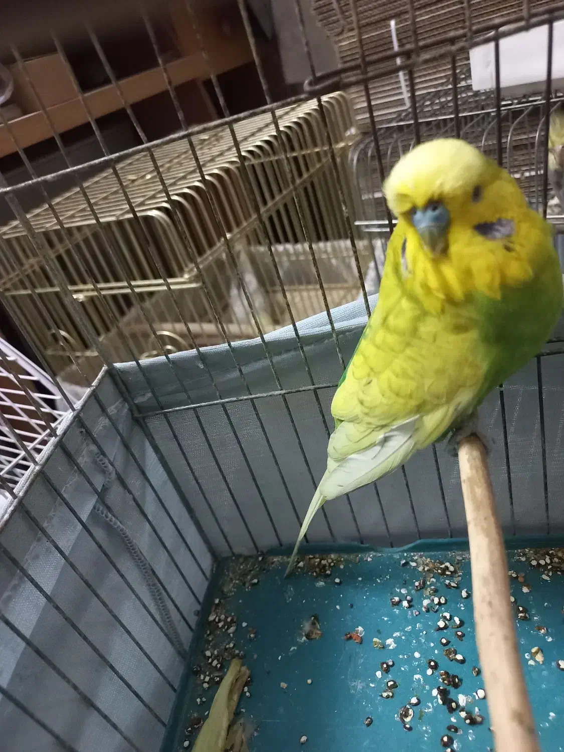 مرغ عشق انگلیسی|پرنده|تهران, آهنگ|دیوار