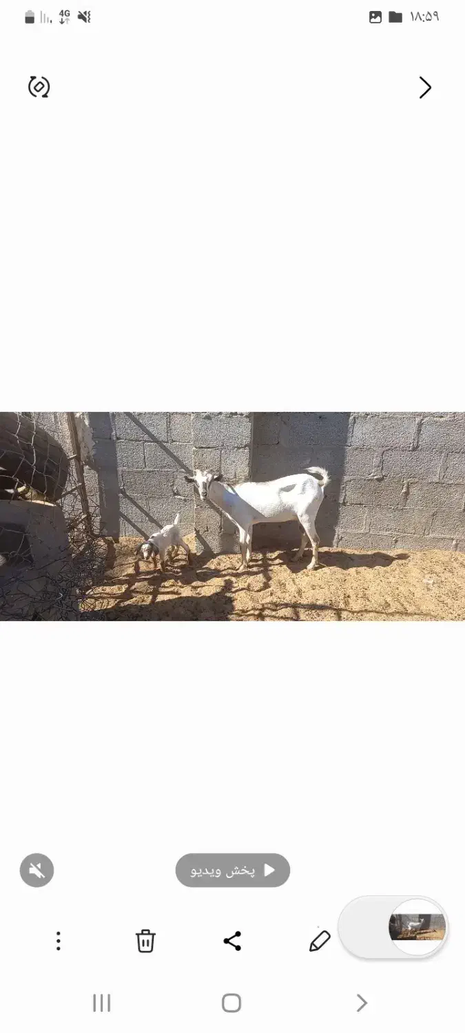 فروش بز دورگ سومال تازه زاییده|حیوانات مزرعه|جناح, |دیوار