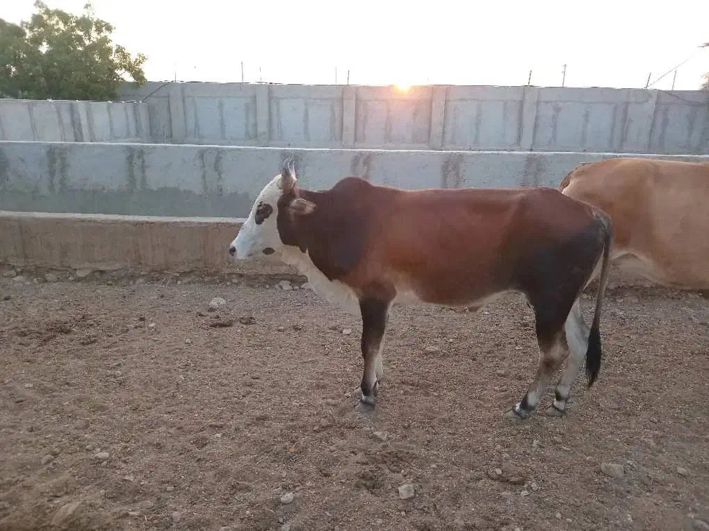 فروشی|حیوانات مزرعه|سیریک, |دیوار