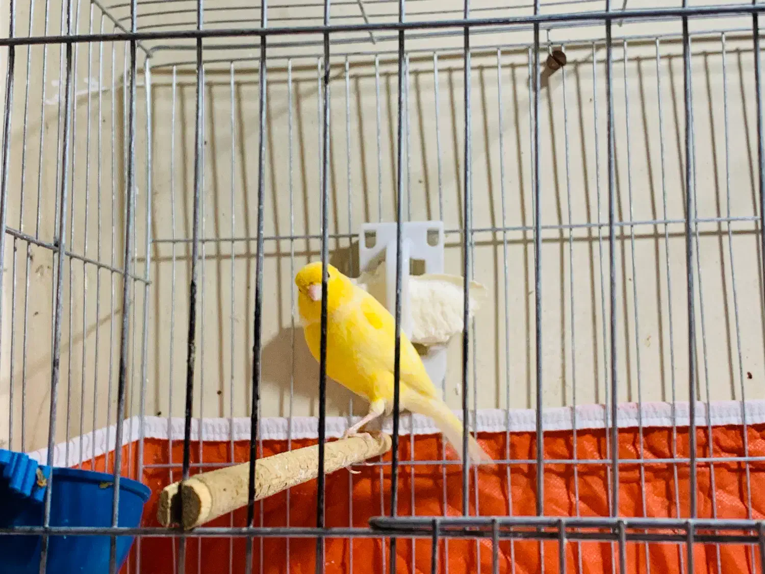 قناری نرمست|پرنده|کارون, |دیوار