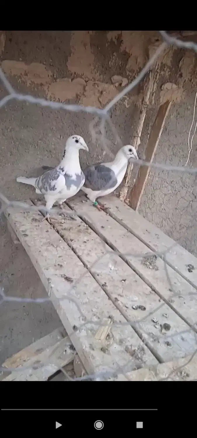 جفت پشتی به ضمانت|پرنده|خواف, |دیوار