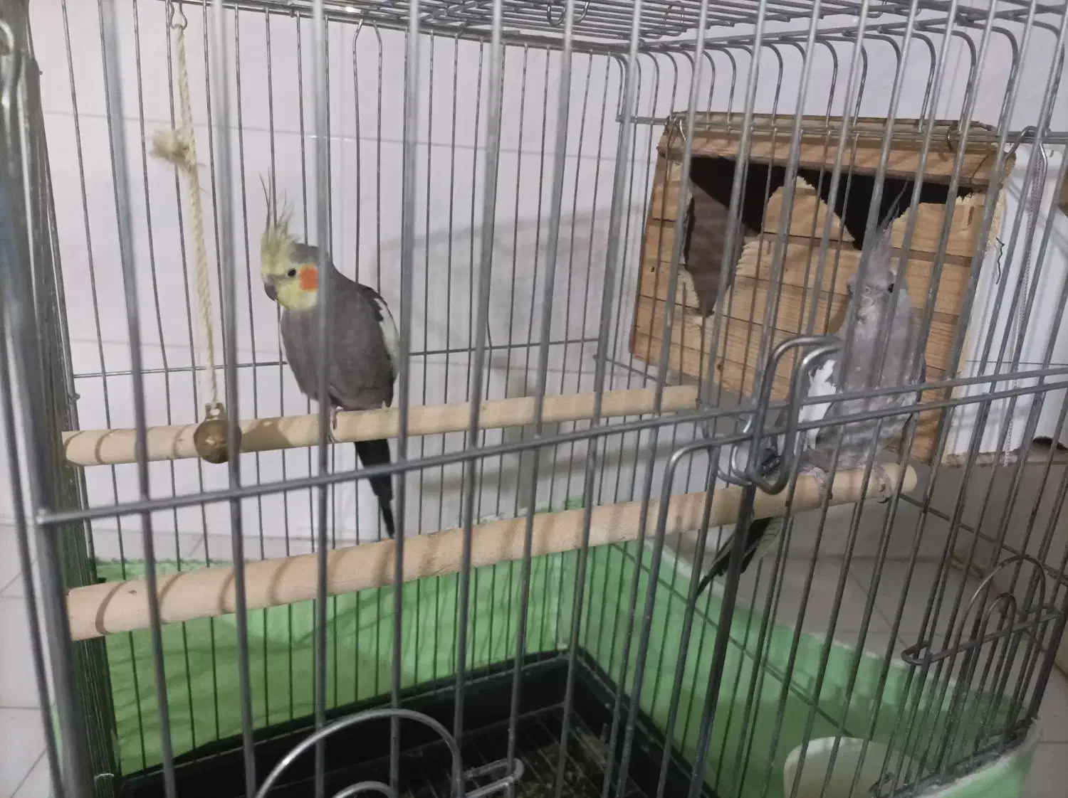 عروس هندی|پرنده|مشکیندشت, |دیوار