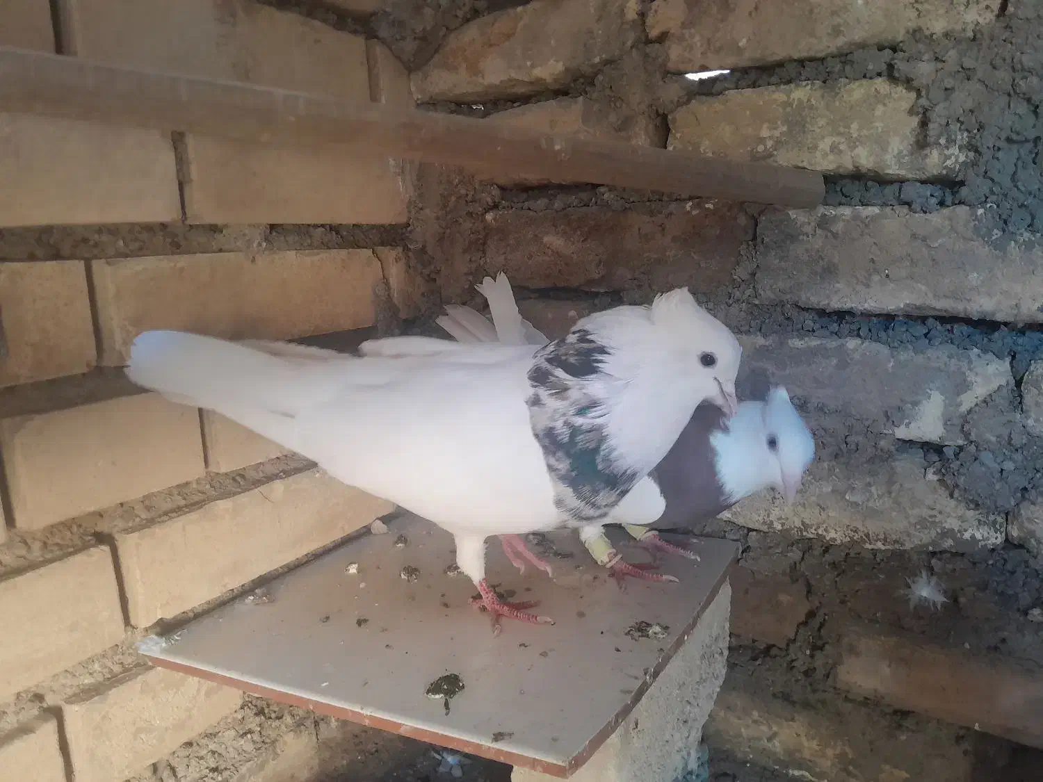 کبوتر طوقی جفت|پرنده|شوش, |دیوار