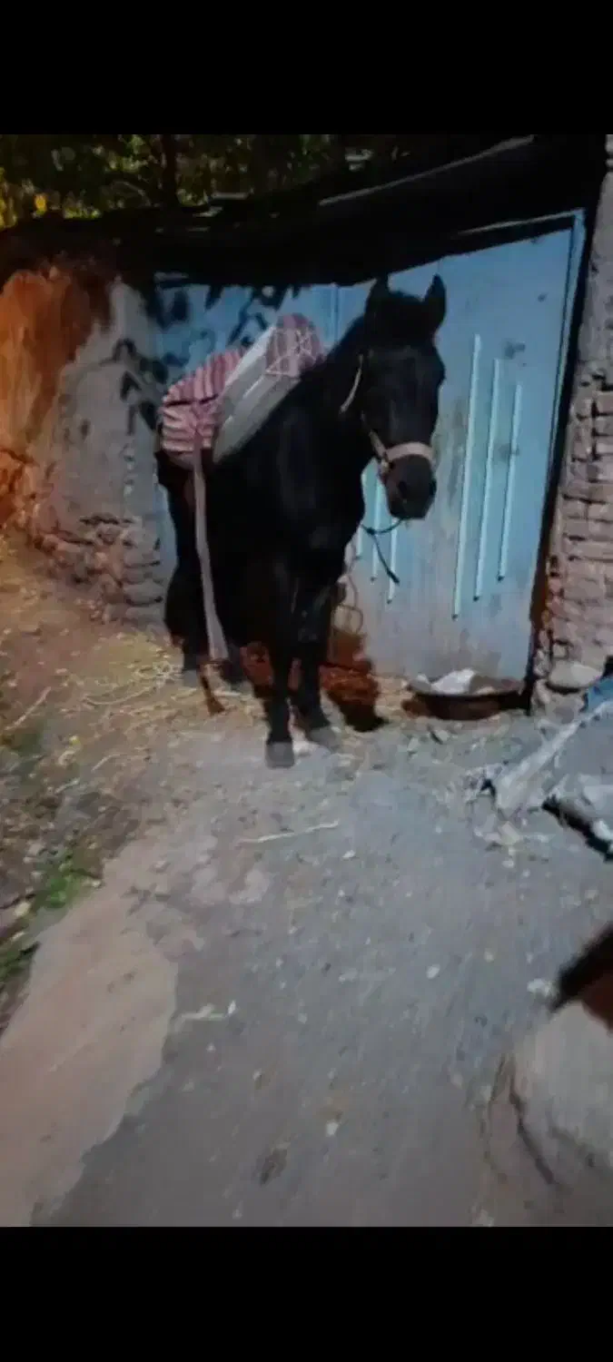 اسب اخته|اسب و تجهیزات اسب‌سواری|طالقان, |دیوار