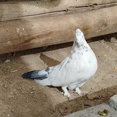 یک جفت نر و ماده|پرنده|شهرکرد, |دیوار