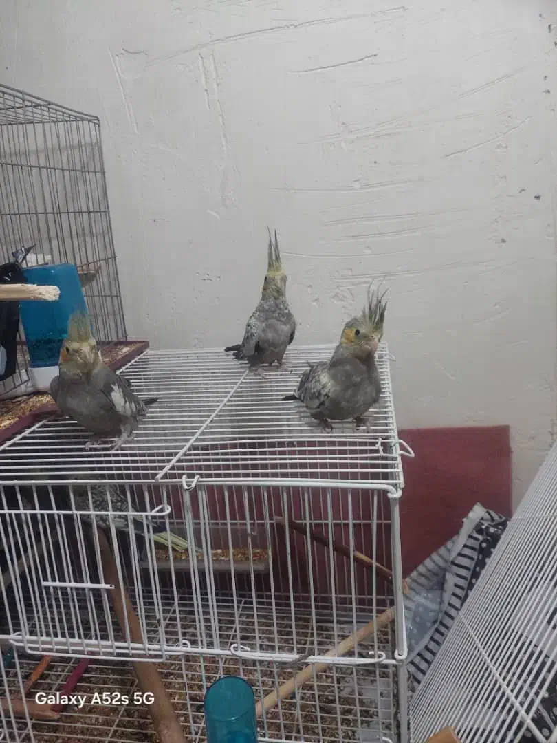 عروس‌هلندی|پرنده|بندر ماهشهر, |دیوار