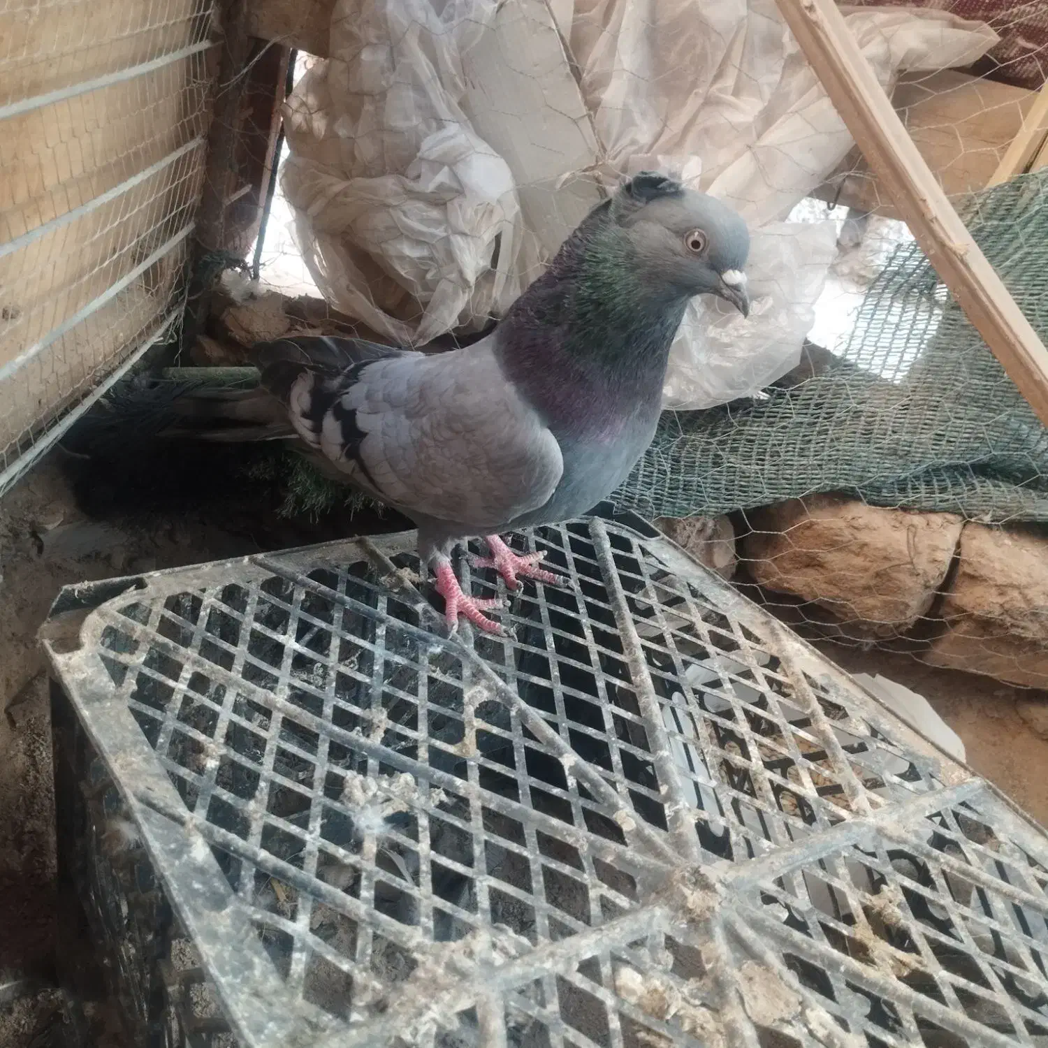 کفتر|پرنده|بم, |دیوار