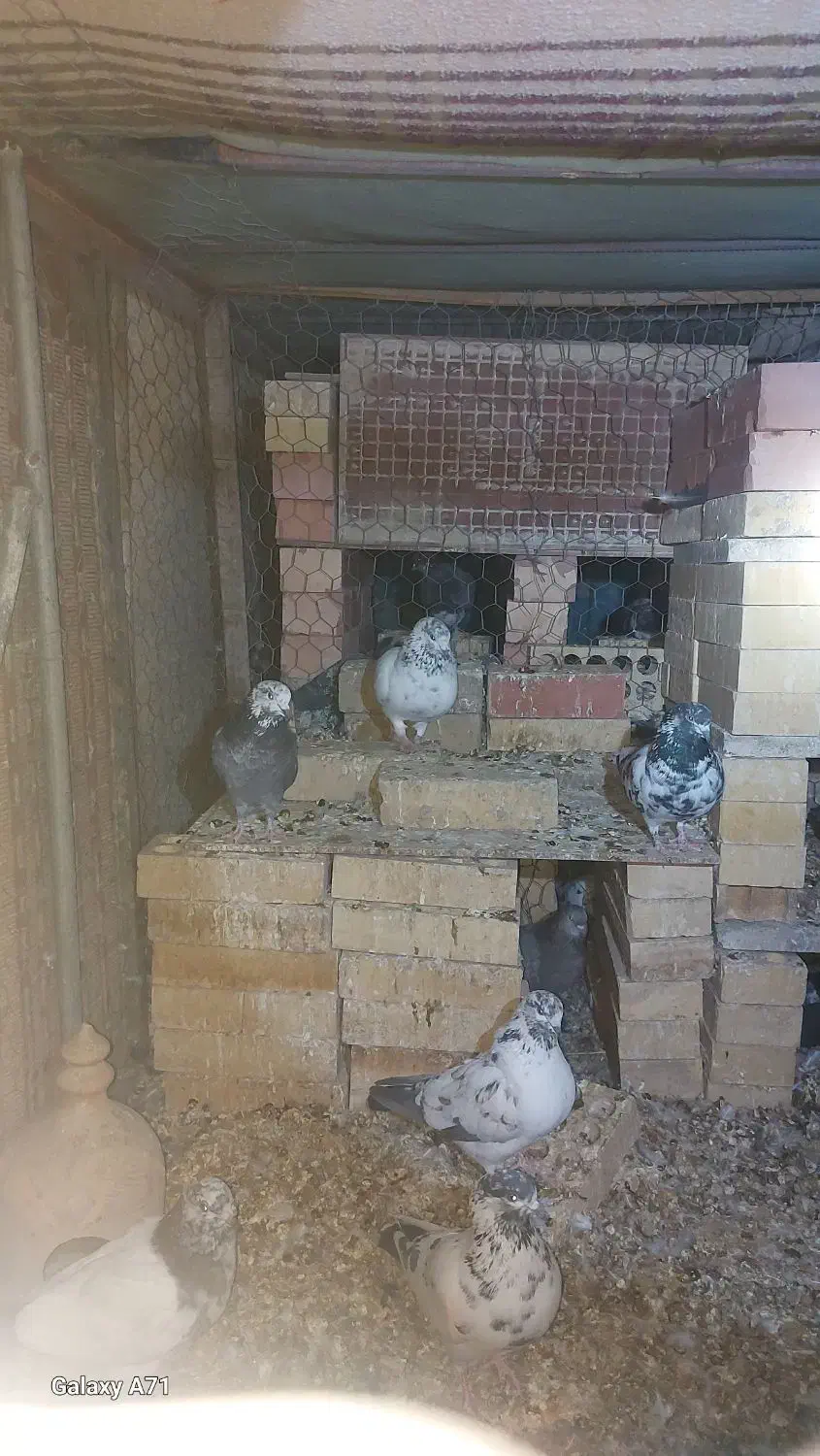 کبوتر پرشی اوکی|پرنده|حاجی آباد, |دیوار