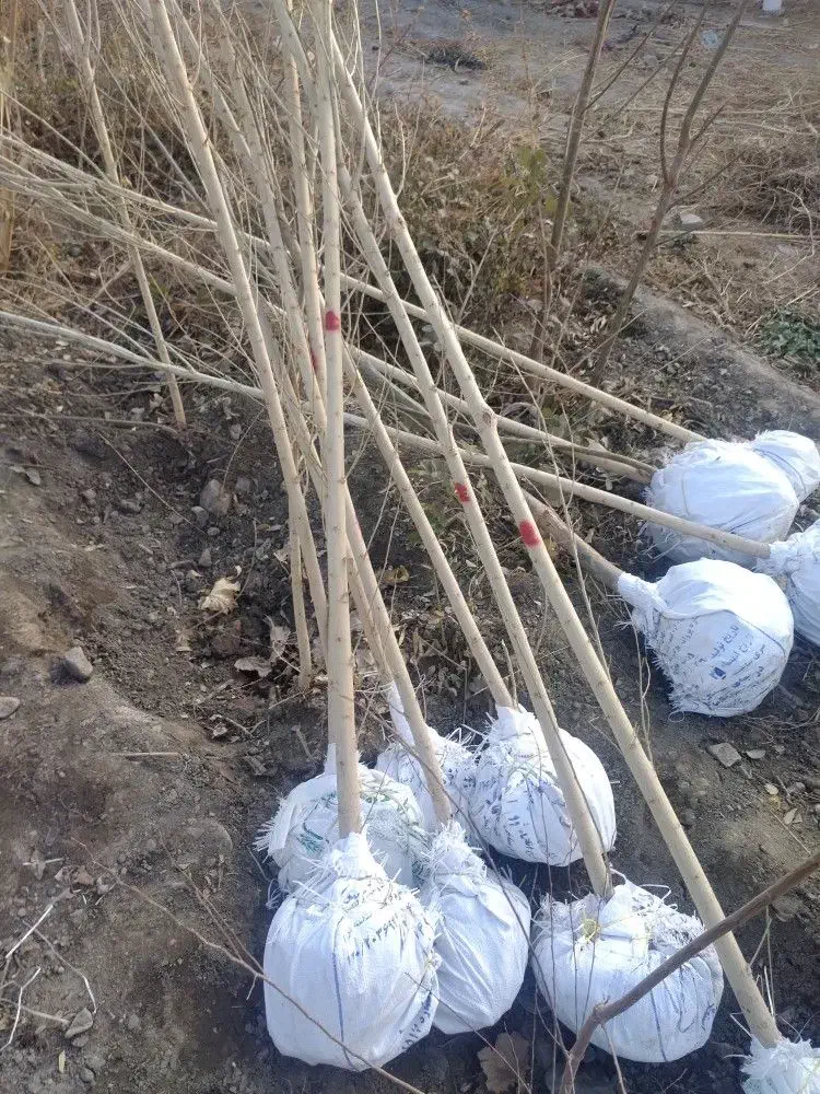 نهال ونهالستان تخصصی بزرگ حاجی گوارشکی|خدمات باغبانی و درختکاری|مشهد, توس فردوسی|دیوار