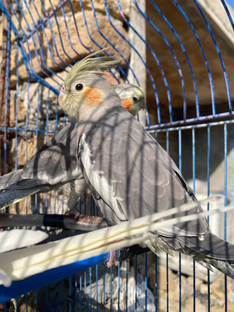 عروس هلندی آماده نصب کشی|پرنده|نهاوند, |دیوار