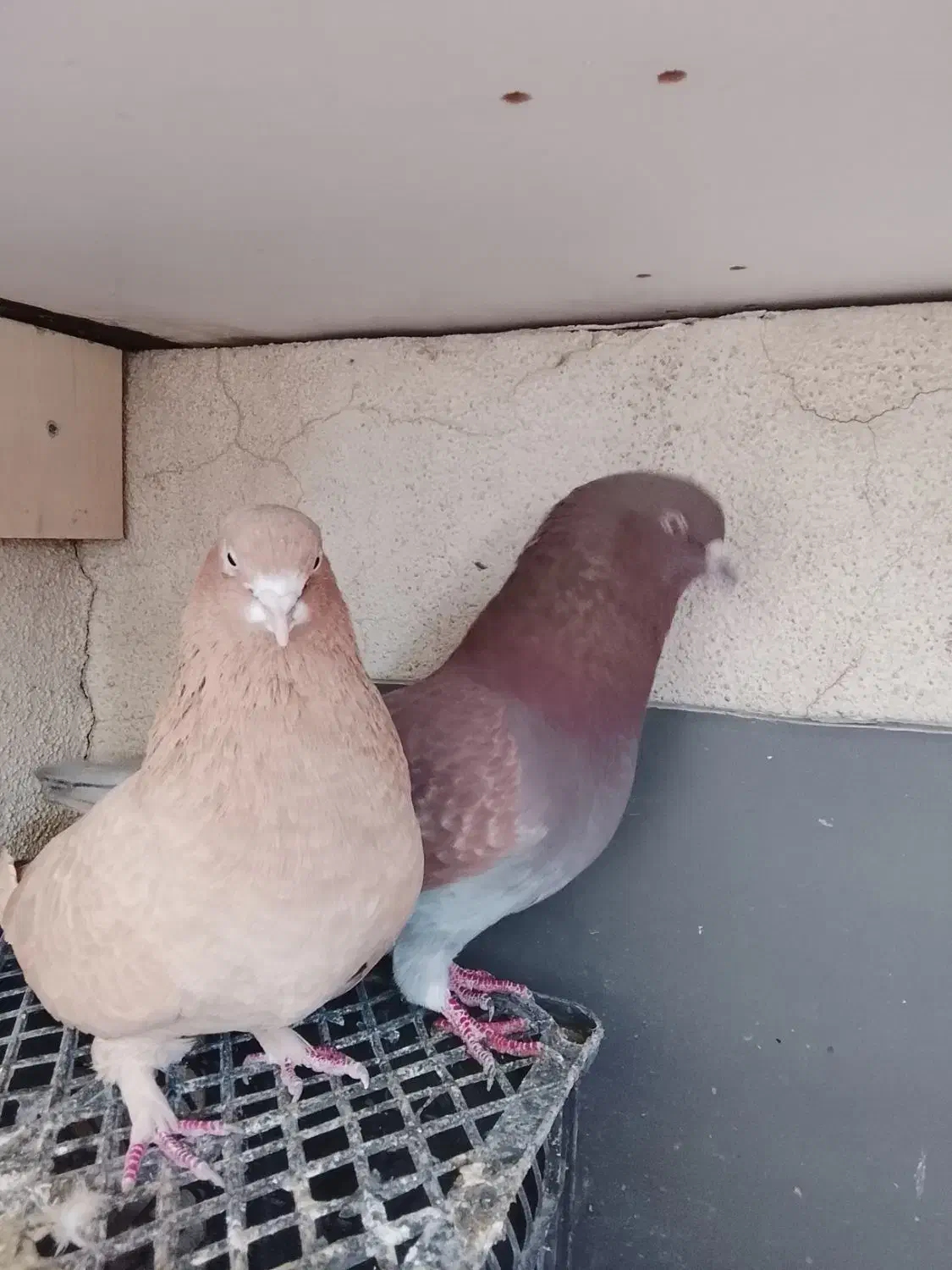 کبوتر|پرنده|محمدشهر, محمدشهر|دیوار