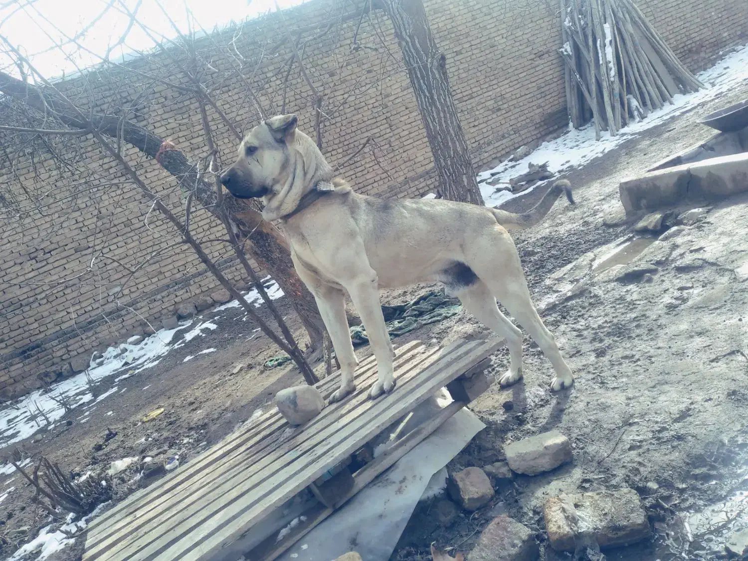 سگ.|سگ|گیان, |دیوار