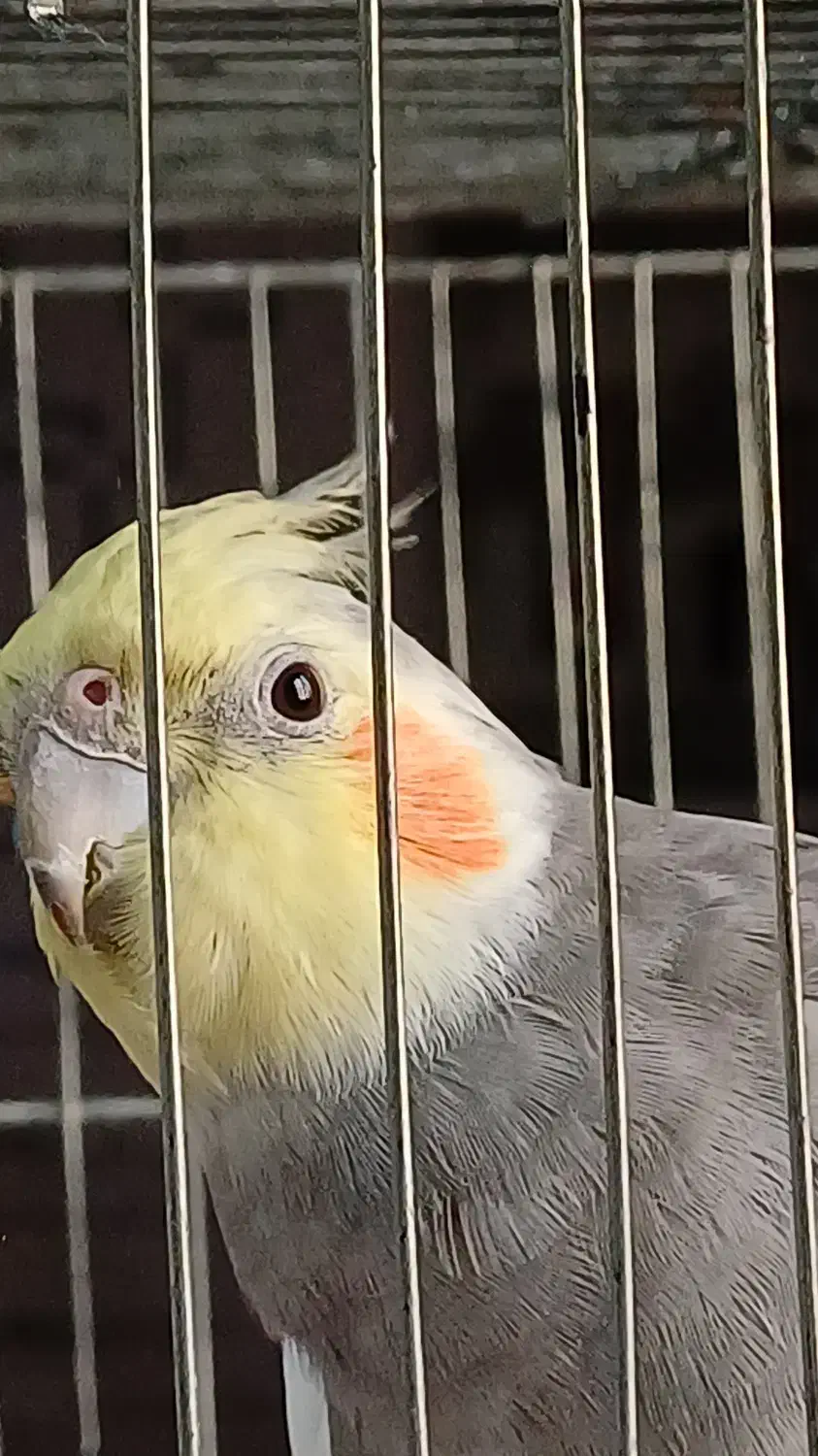 عروس هلندی سینامون نر گمشده|حیوانات|پرند, فاز ۴|دیوار