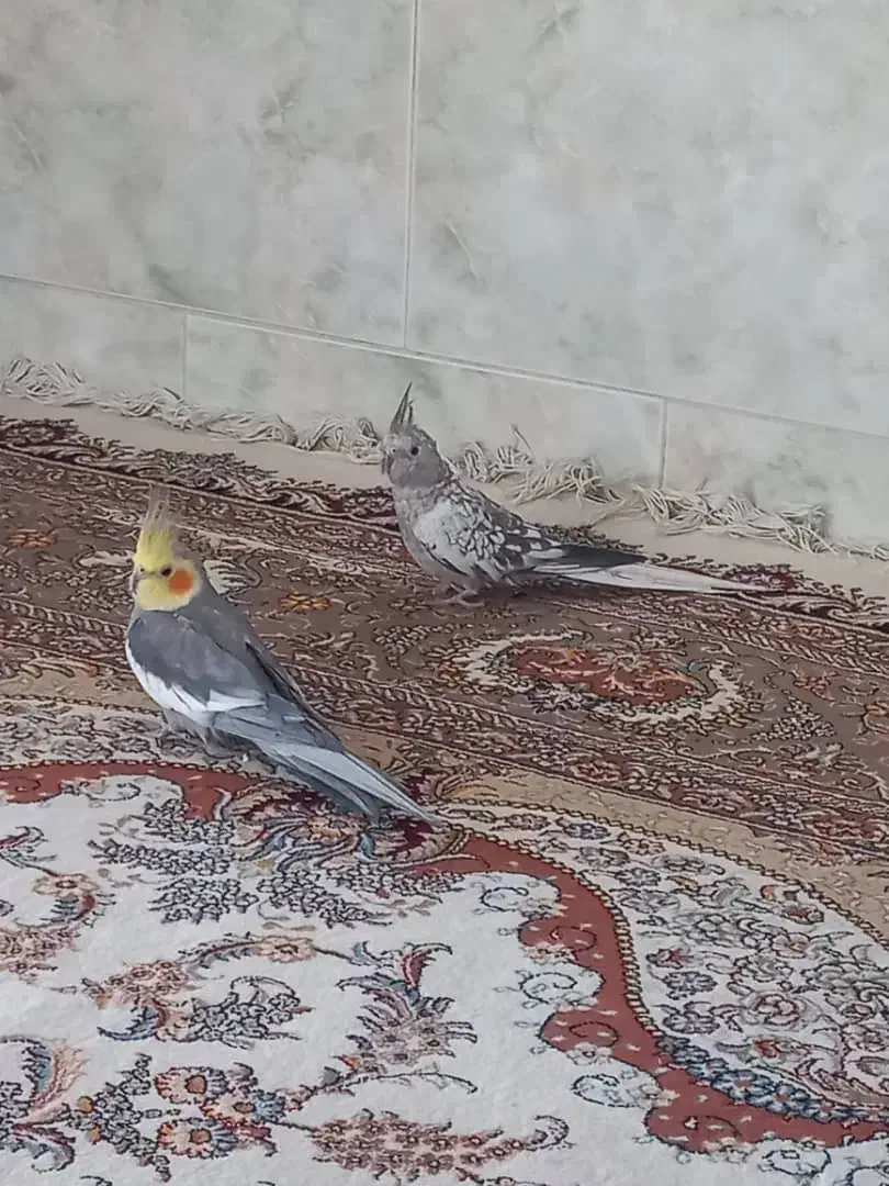 فروش یک جفت عروس هلندی|پرنده|زرقان, |دیوار