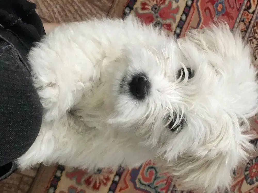 شیتزو|سگ|شاهرود, |دیوار