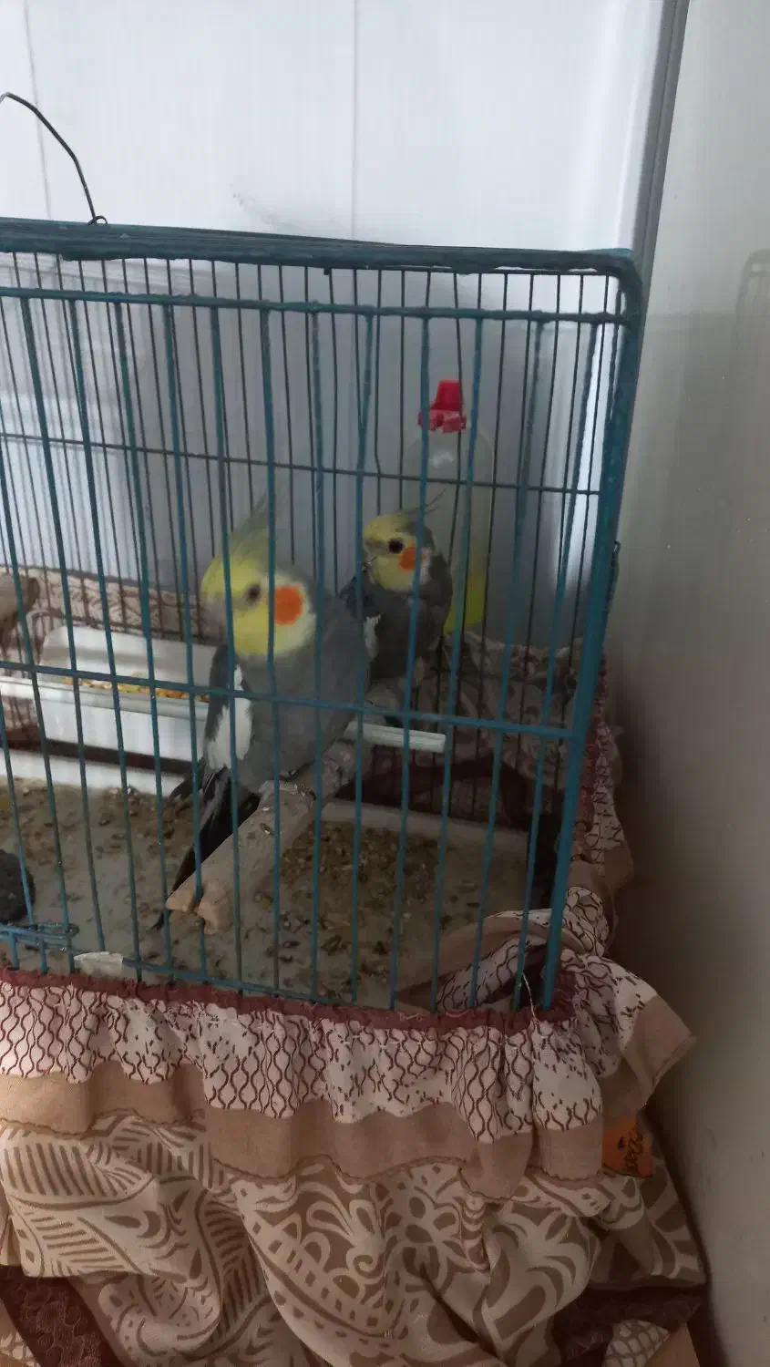 عروس هلندی جفت|پرنده|فردیس, سپید دشت|دیوار