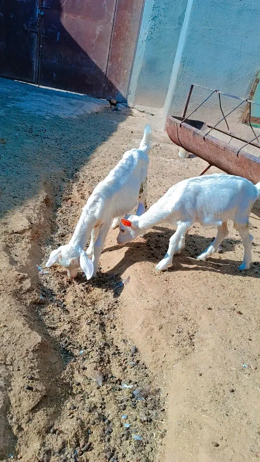 بز سانن با دوتا بزقاله زایمان چهاروم|حیوانات مزرعه|کاشمر, |دیوار