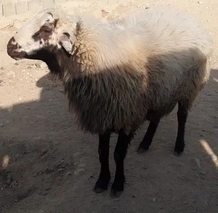 بره قوچ همو|حیوانات مزرعه|شیروان (خراسان), |دیوار