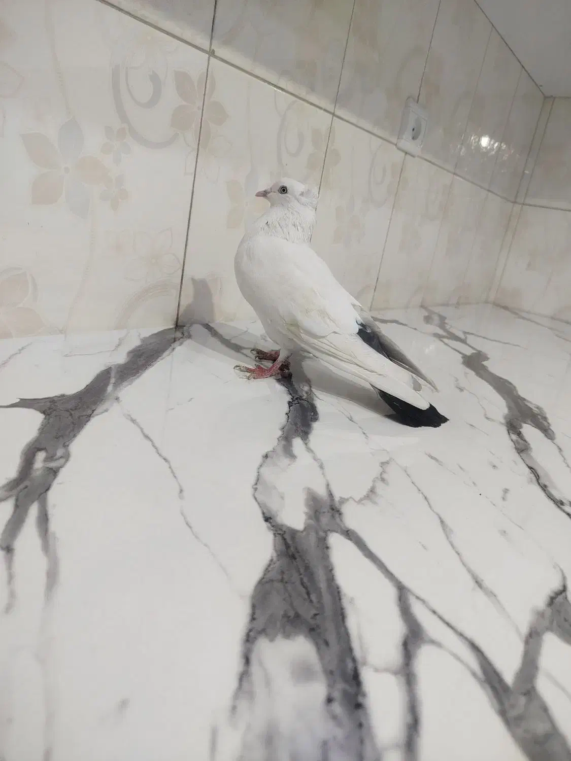 کفتر شهرستانی|پرنده|فردیس, شهرک ارم|دیوار