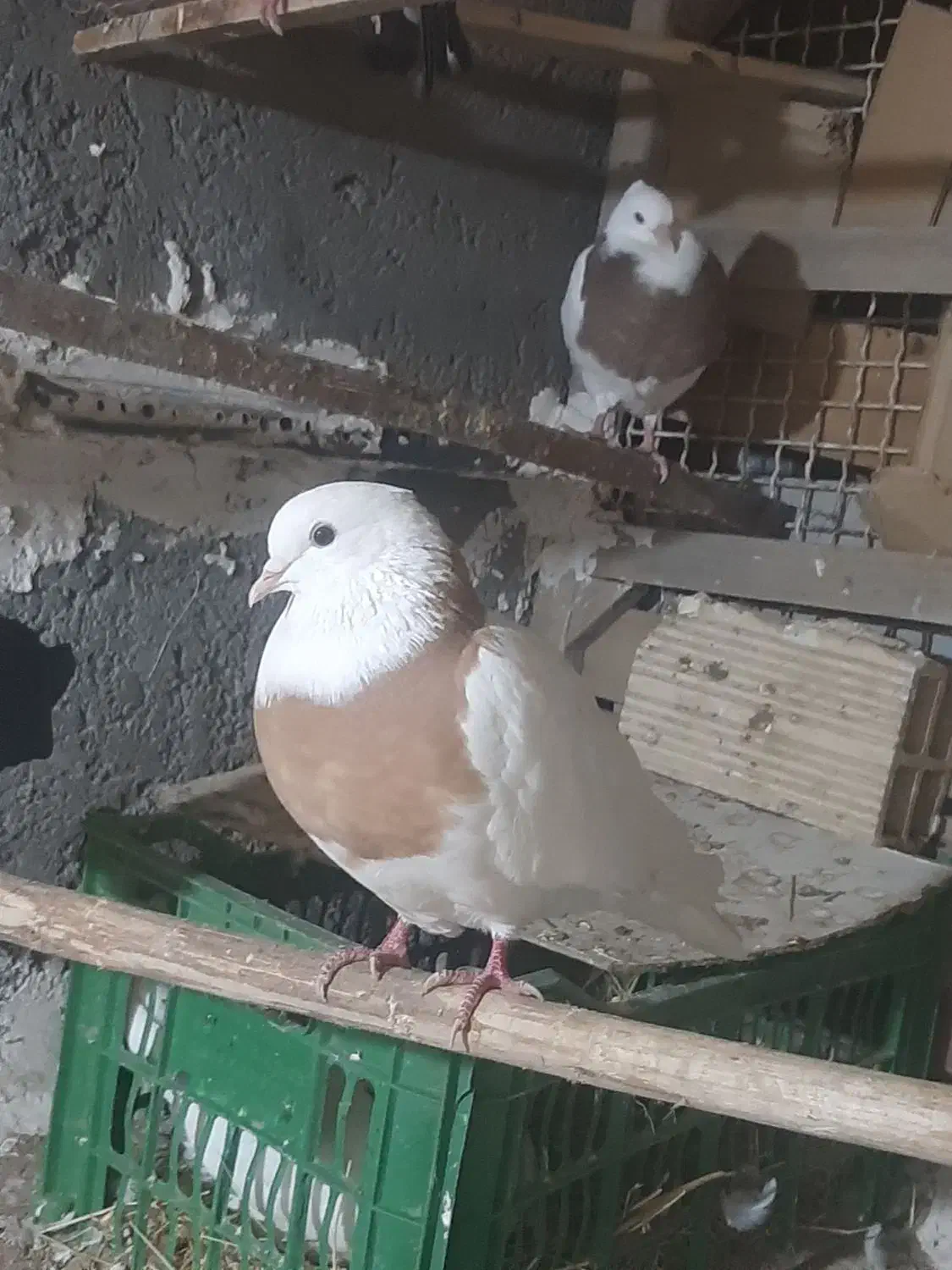 کبوتر گم شده|حیوانات|تاکستان, |دیوار