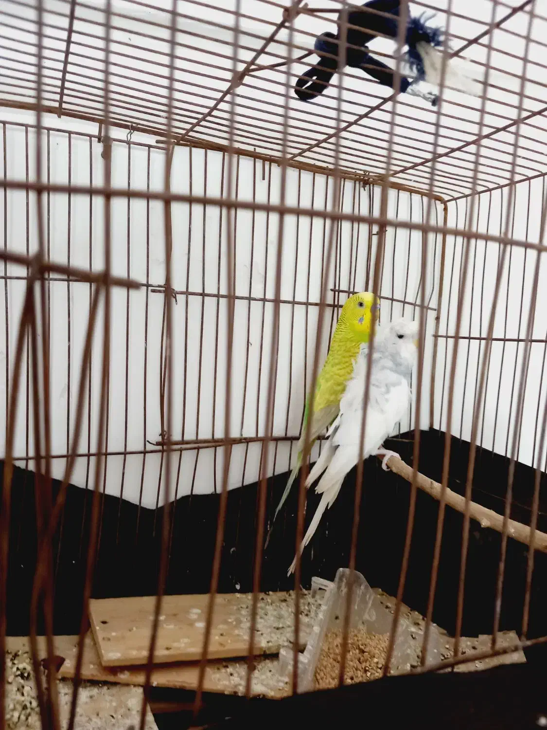 جفت مرغ عشق پروانه ای|پرنده|اردکان, |دیوار