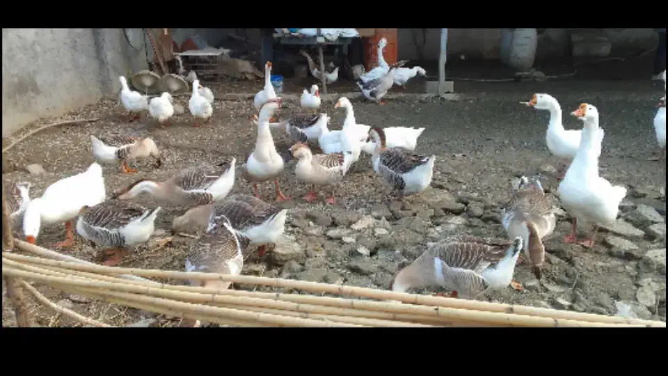 قوغاز۲ساله|حیوانات مزرعه|ساری, |دیوار