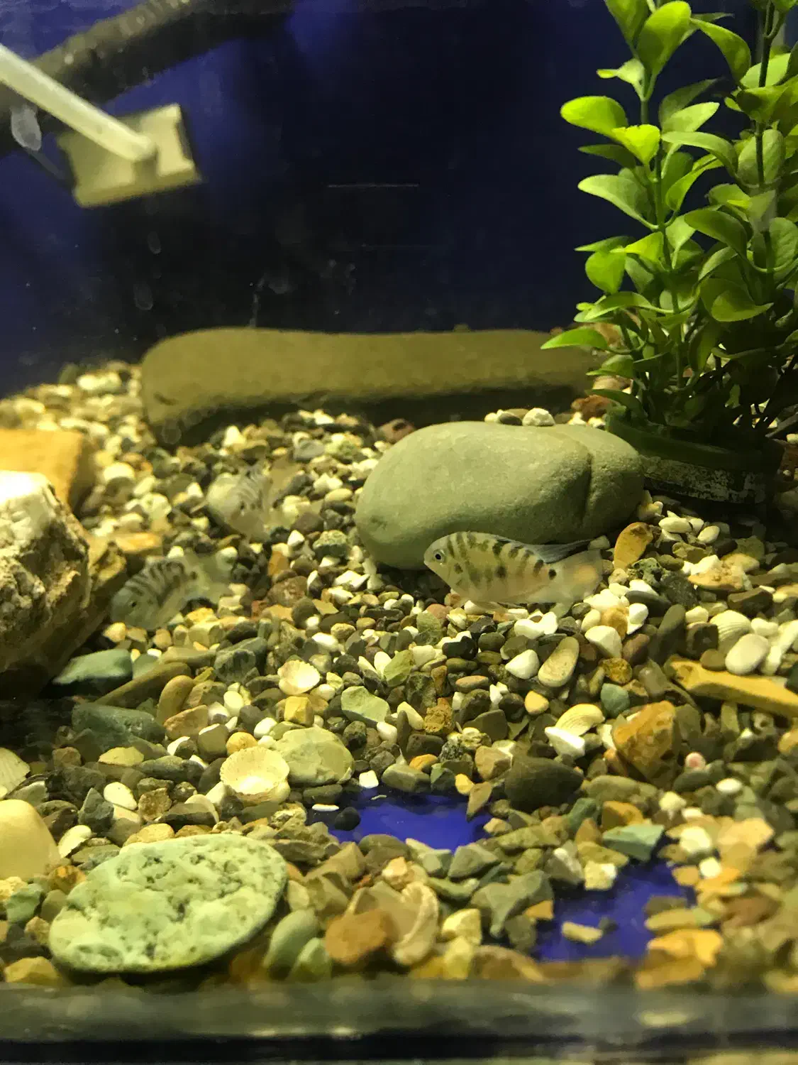 انواع ماهی گوشت خوار و گیاه خوار و لابستر و پرنده|ماهی|کرج, شهرک یاس شمالی|دیوار