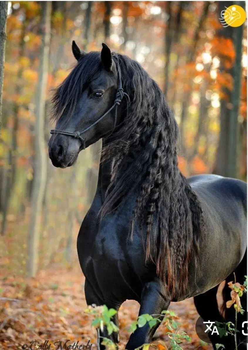 آموزش سوارکاری بصورت مبتدی و حرفه ای|خدمات آموزشی|کرمان, |دیوار