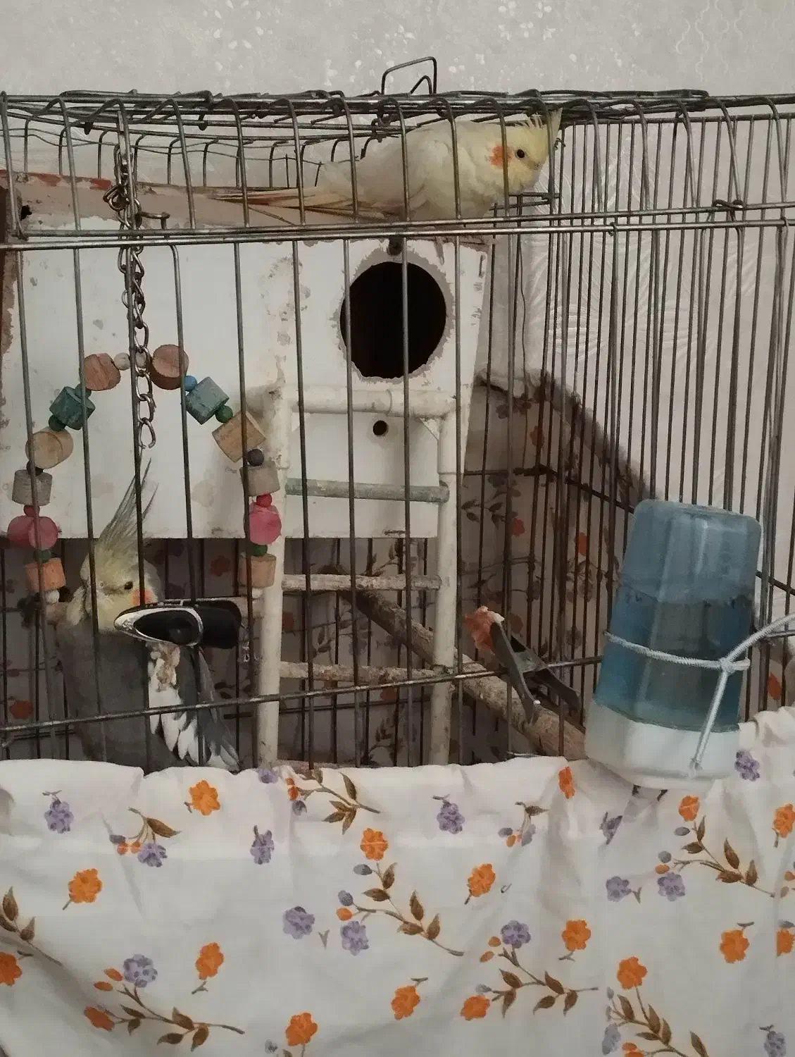 یک جفت عروس هلندی با قفس و لونه|پرنده|تهران, والفجر (افسریه)|دیوار