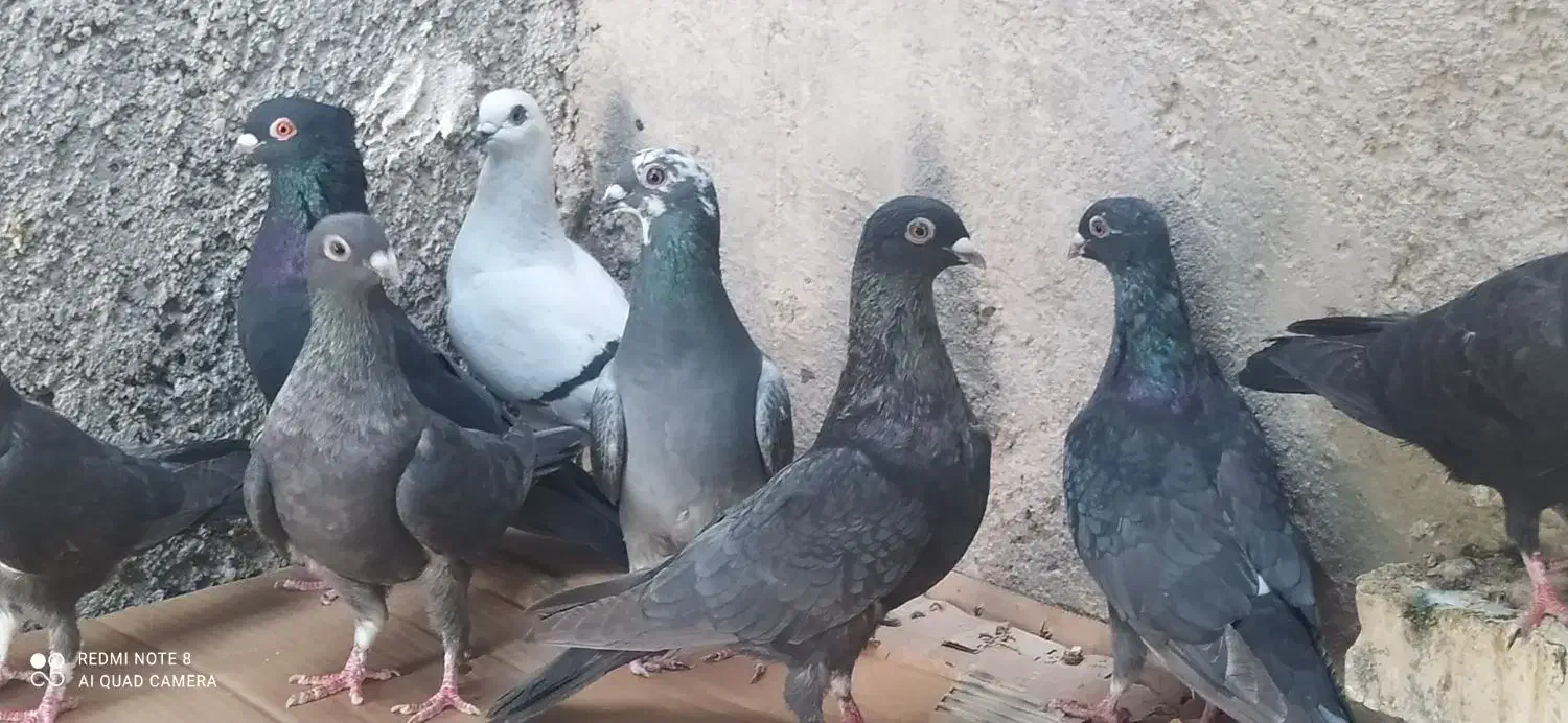 ده تا نوک موشی|پرنده|خورموج, |دیوار