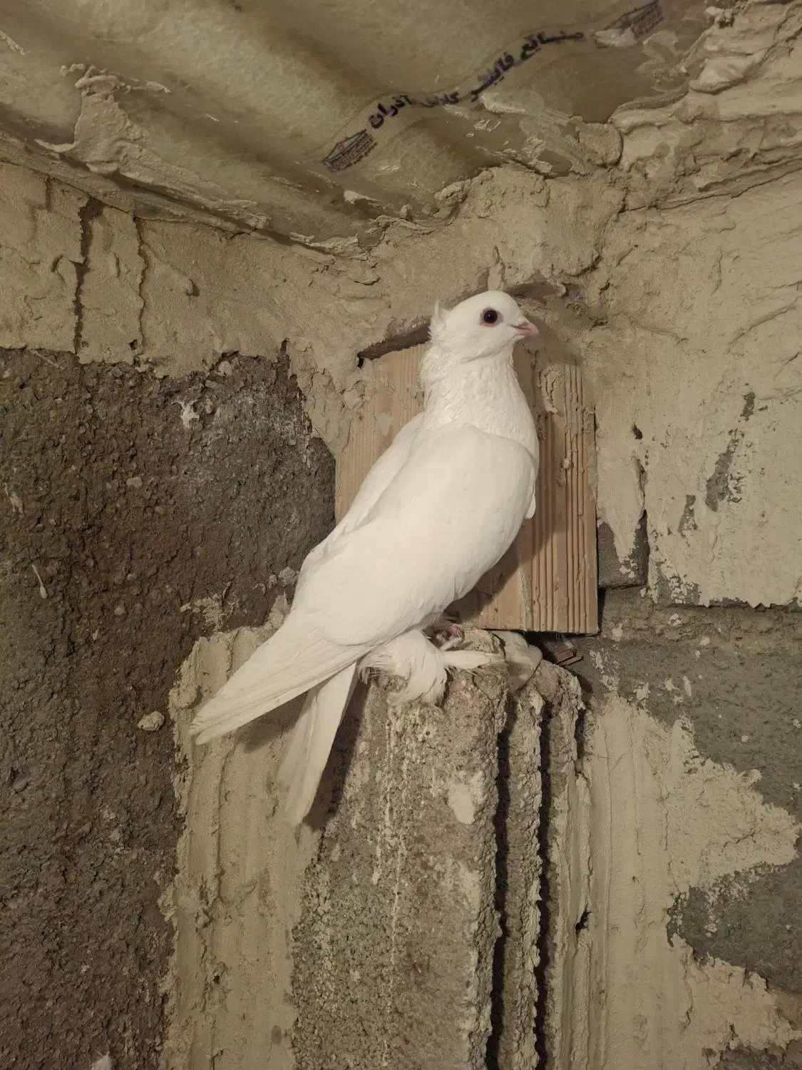 کفتر|پرنده|صوفیان, |دیوار