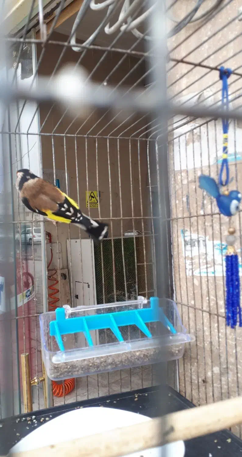 سهره قناری|پرنده|فشاپویه, |دیوار