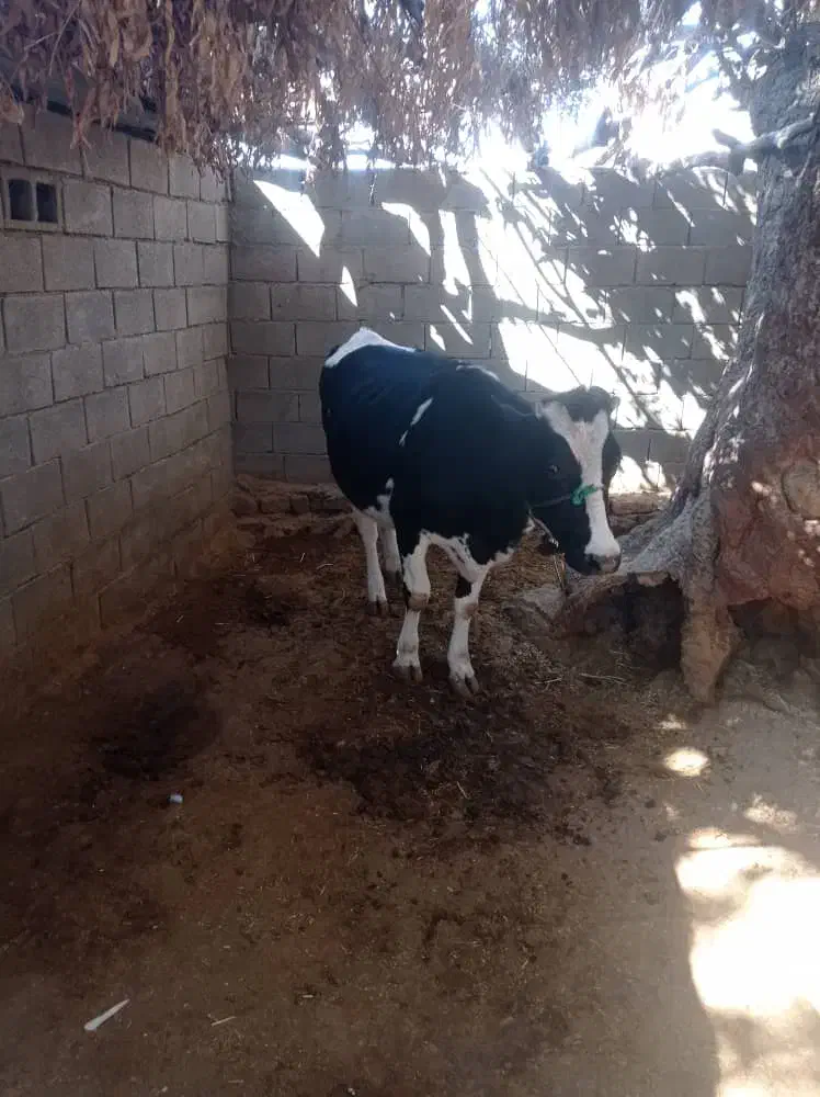 گاو آبستن شکم اول|حیوانات مزرعه|چاروسا, |دیوار