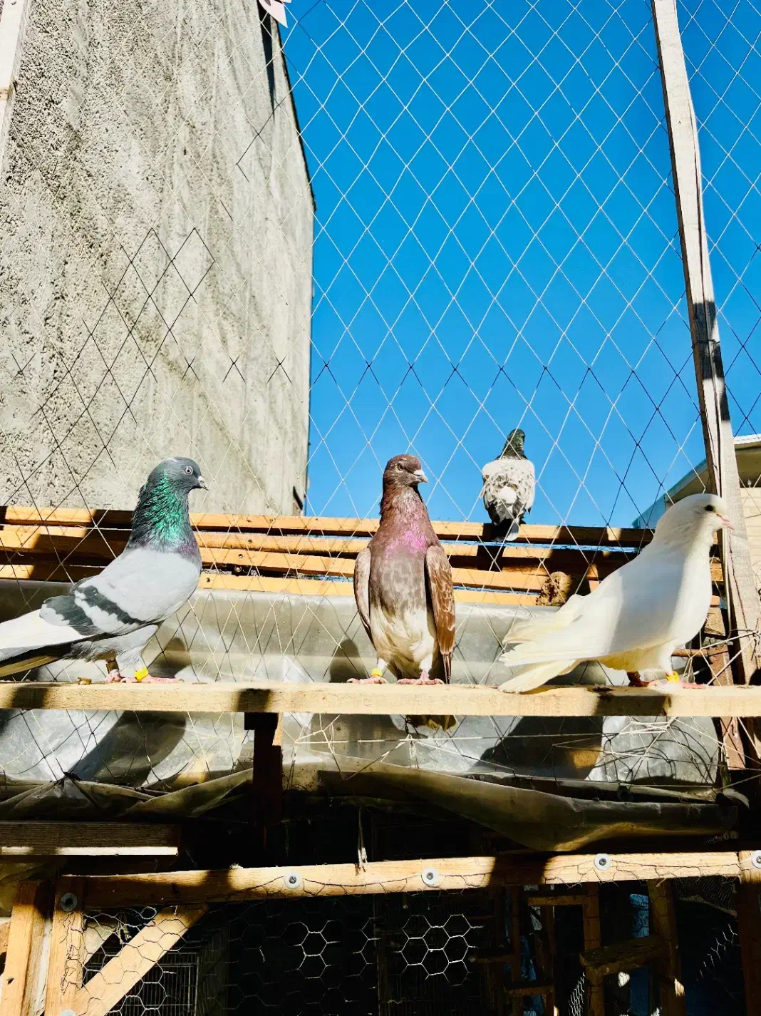 کبوتر پرشی گرما دیده حیون باز باشی میفهمی چین اینا|پرنده|بابل, |دیوار