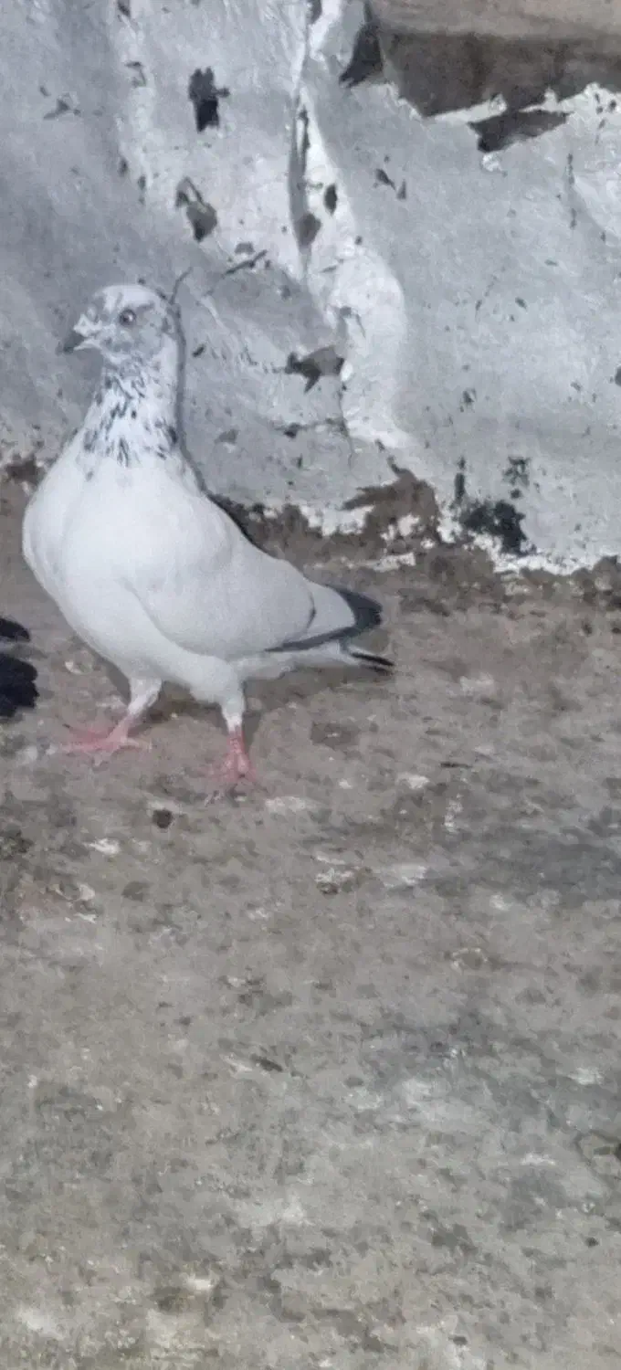 کفتر|پرنده|خرمشهر, |دیوار