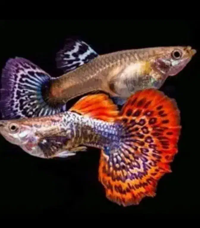 مولی پلاتی گوپی زبرا کالر آنجل  تایگر لاک آکواریوم|ماهی|تهران, امام زاده حسن|دیوار