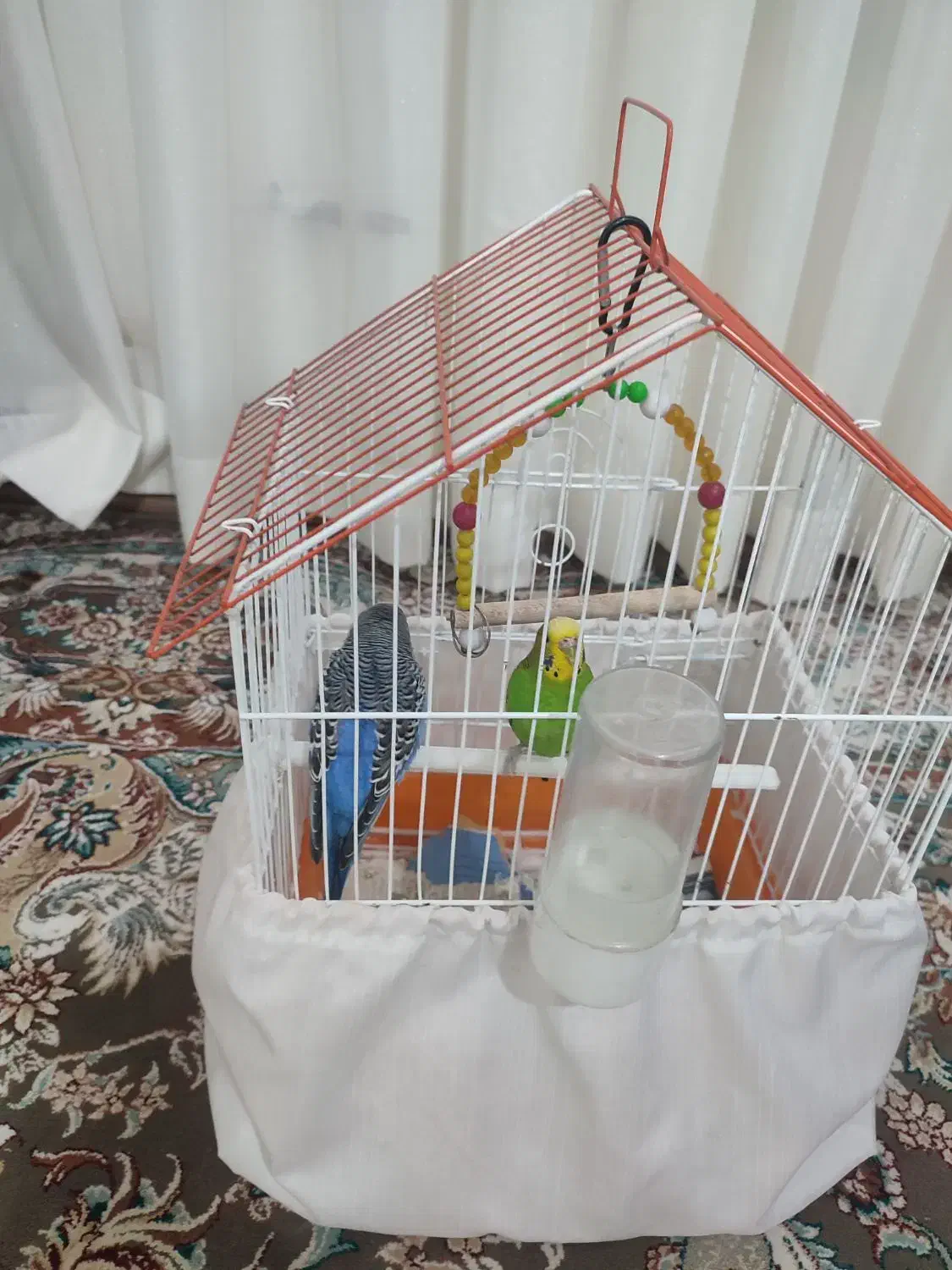 مرغ عششق|پرنده|خوشاب, |دیوار