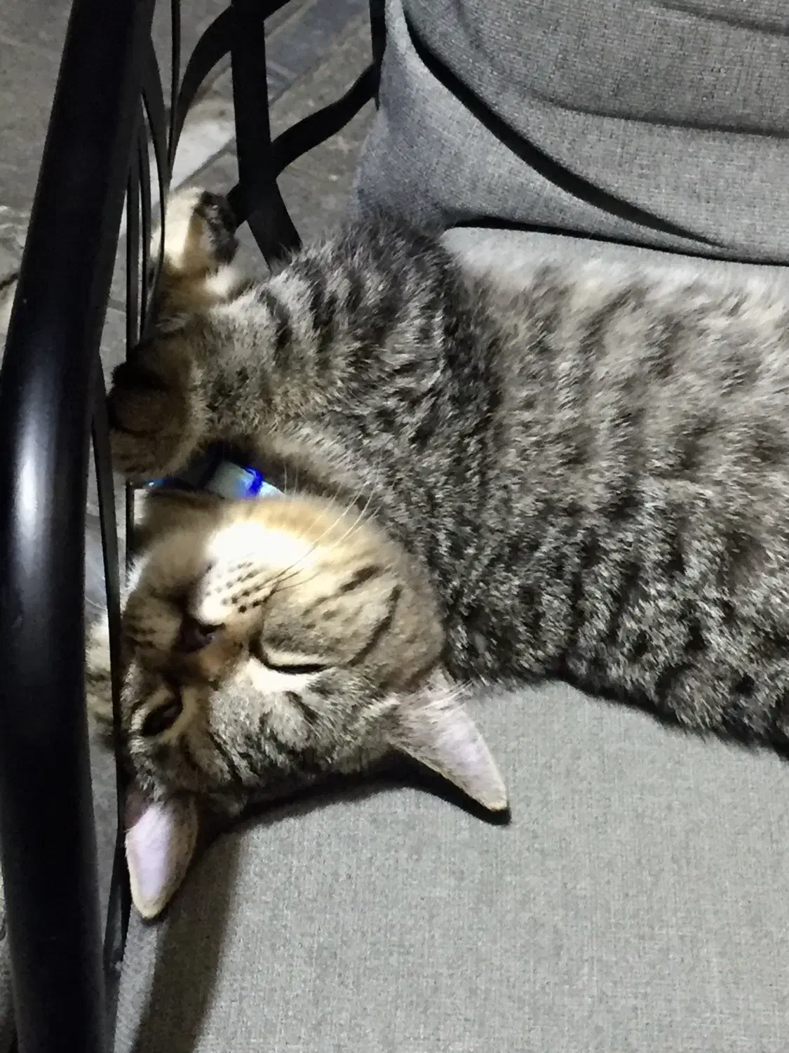 مفقودی گربه|حیوانات|هشتگرد, شهرک بعثت|دیوار