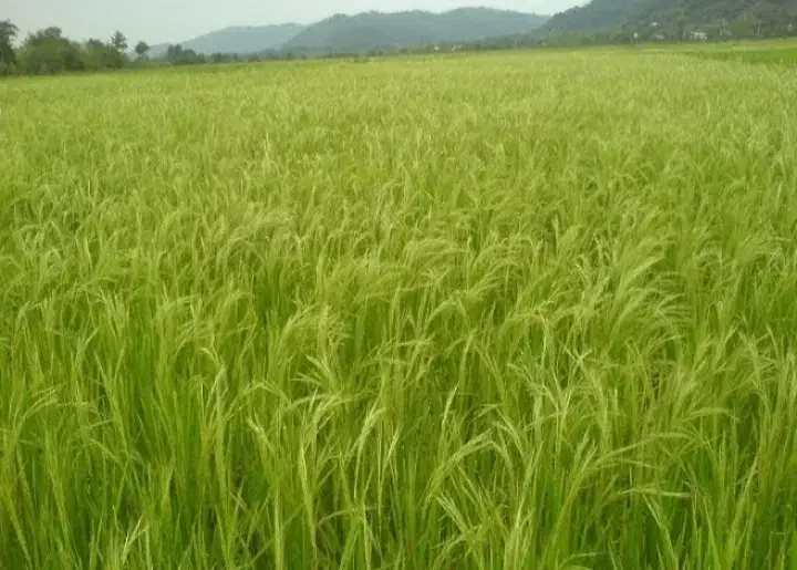 فروش ۱۰ هکتار شالیزار سنتی زیر کشت بر آسفالت|فروش زمین و ملک کلنگی|رشت, بازار|دیوار